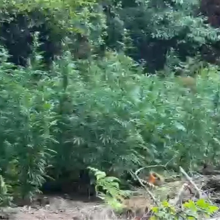 Papasidero, sequestrate oltre 500 piante di marijuana nel Parco del Lao: sul mercato avrebbero fruttato un milione