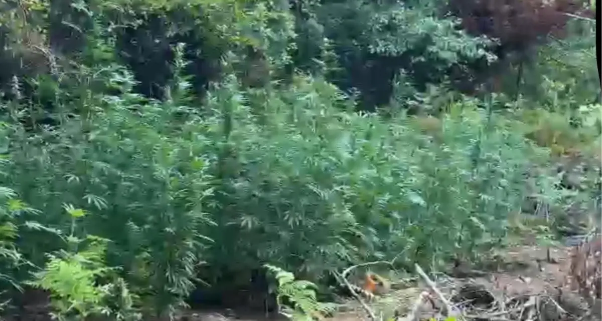 Papasidero, sequestrate oltre 500 piante di marijuana nel Parco del Lao: sul mercato avrebbero fruttato un milione