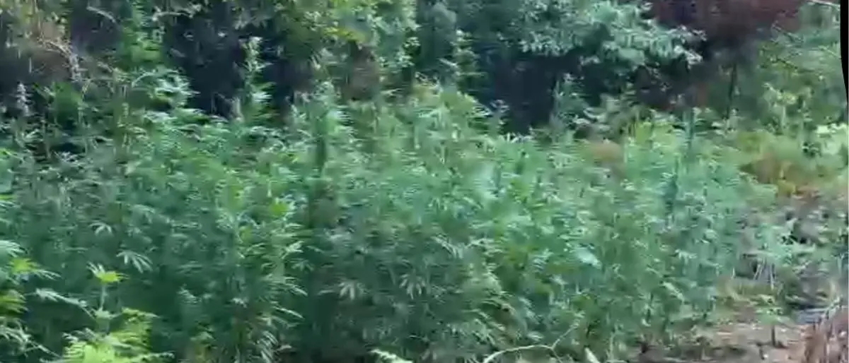 Papasidero, sequestrate due piantagioni di canapa indiana nel Parco del Lao: oltre 500 piante per un valore stimato di un milione di euro\n