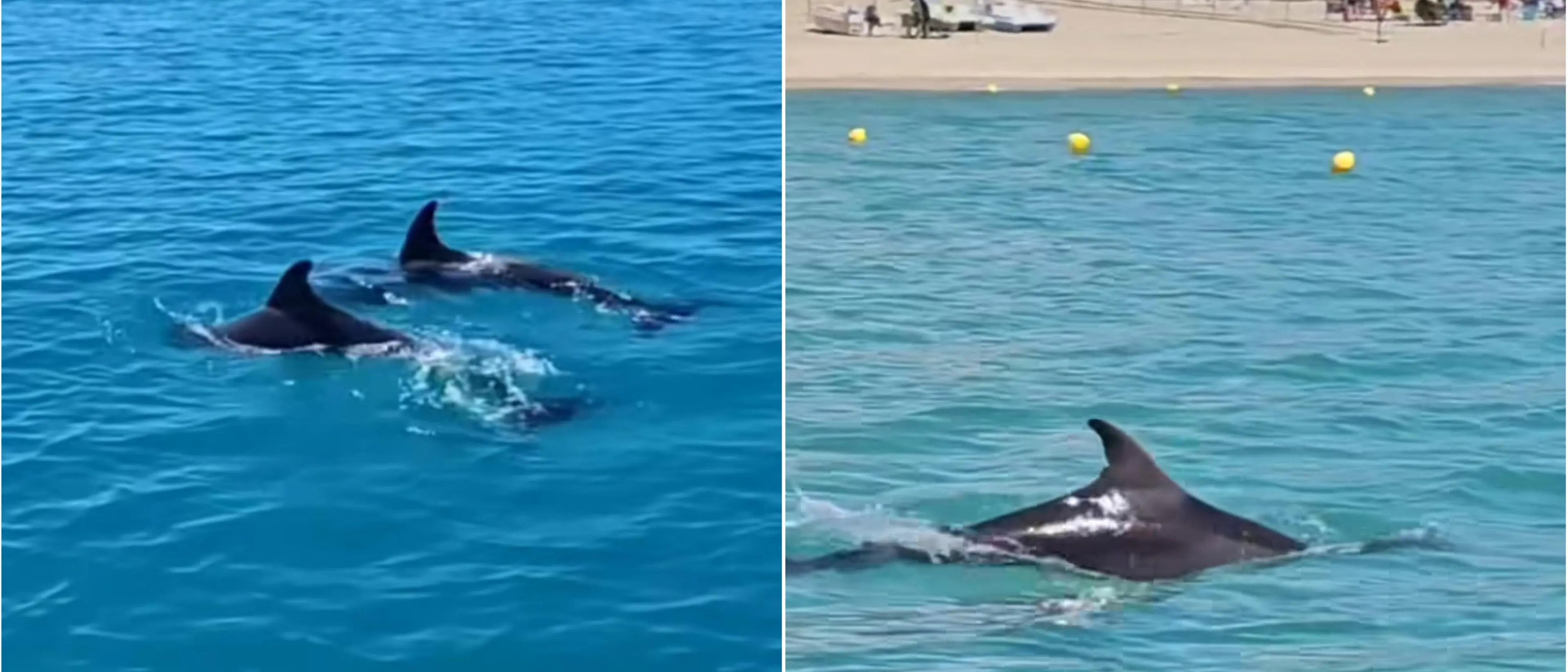 Delfini nel blu di Sellia Marina: un avvistamento emozionante nelle acque cristalline dello Ionio catanzarese\n