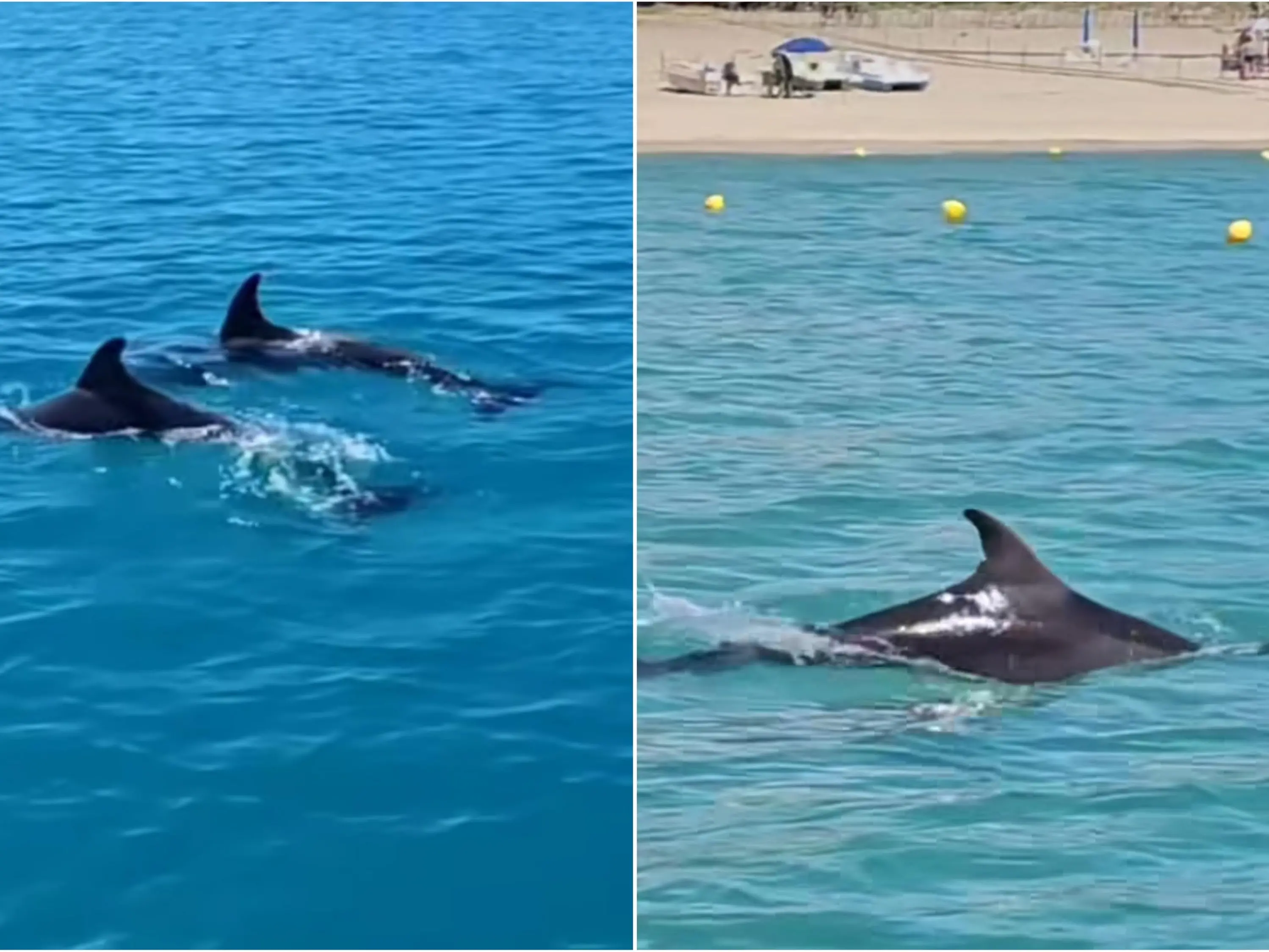 Delfini nel blu di Sellia Marina: un avvistamento emozionante nelle acque cristalline dello Ionio catanzarese