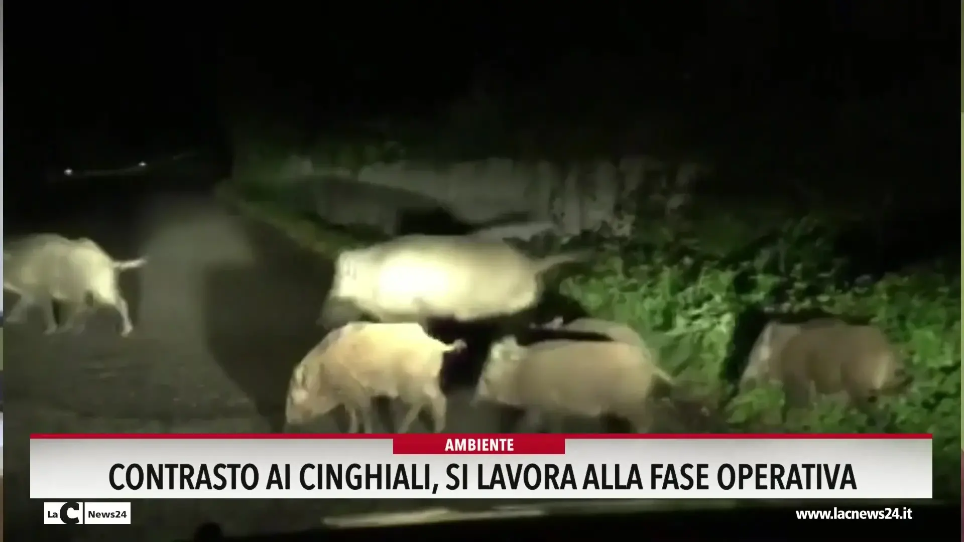 Contrasto ai cinghiali, si lavora alla fase operativa
