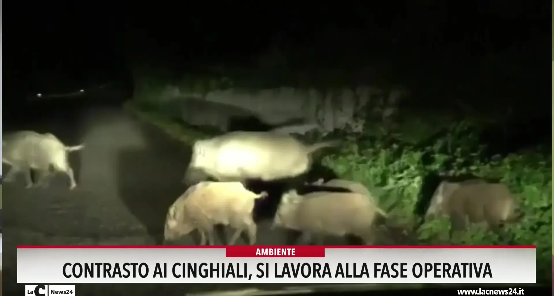 Contrasto ai cinghiali, si lavora alla fase operativa