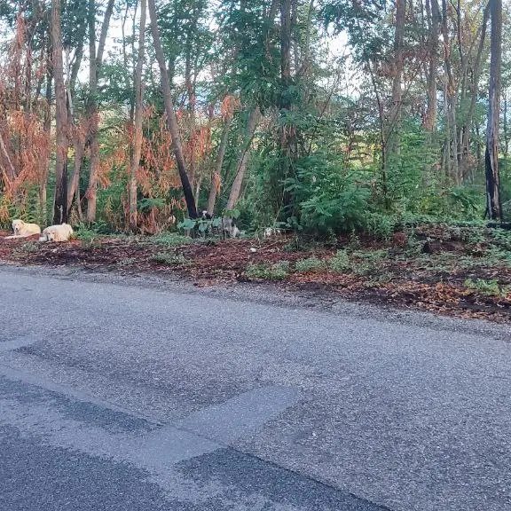 Donnici, segnalata la presenza di un branco di randagi a Cozzo Presta: i residenti chiedono sicurezza
