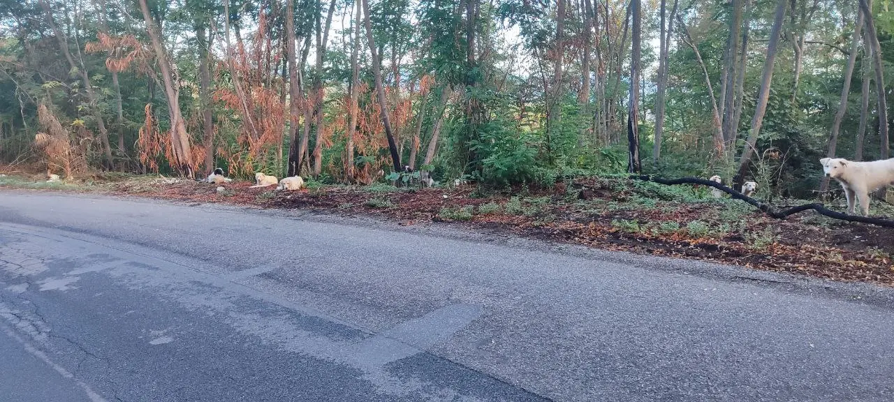 Donnici, segnalata la presenza di un branco di randagi a Cozzo Presta: i residenti chiedono sicurezza