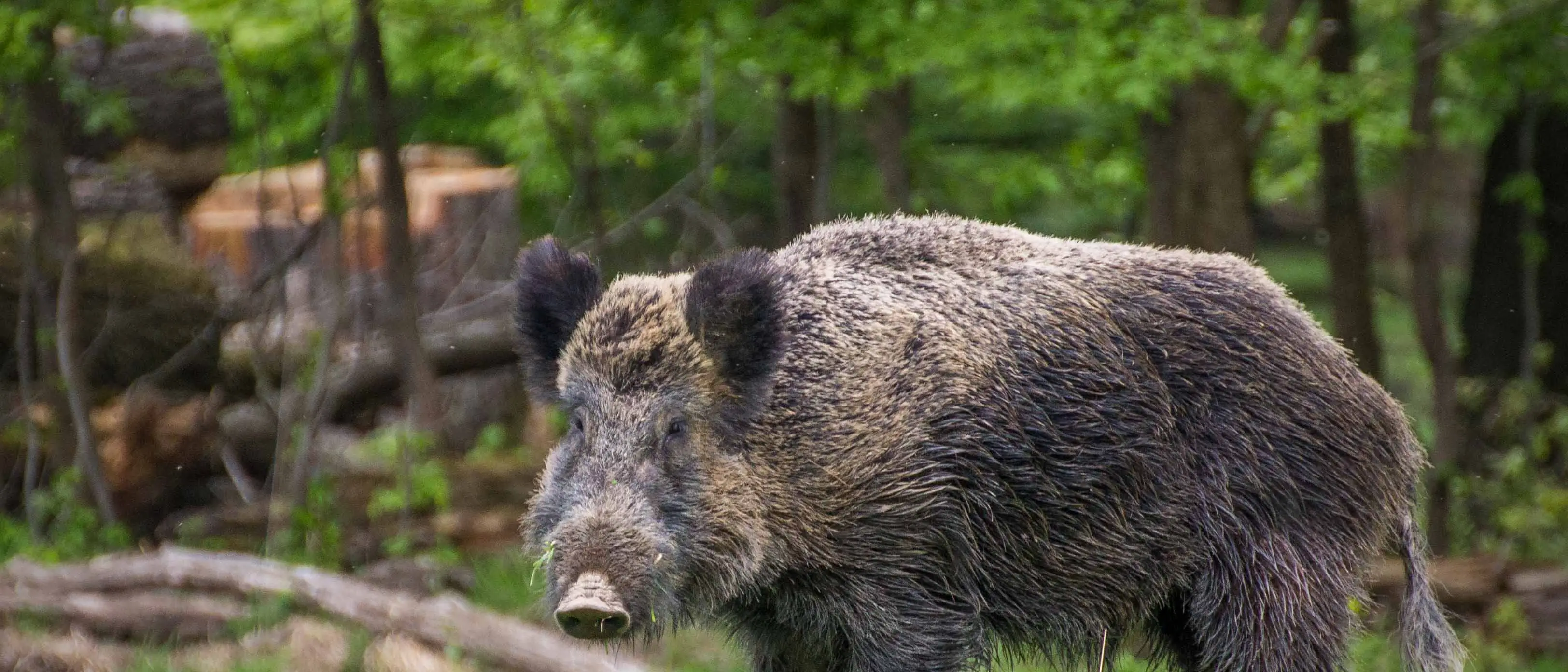 Cosenza, cinquecento cacciatori e agricoltori al tavolo su caccia e contenimento dei cinghiali: «Serve più collaborazione»