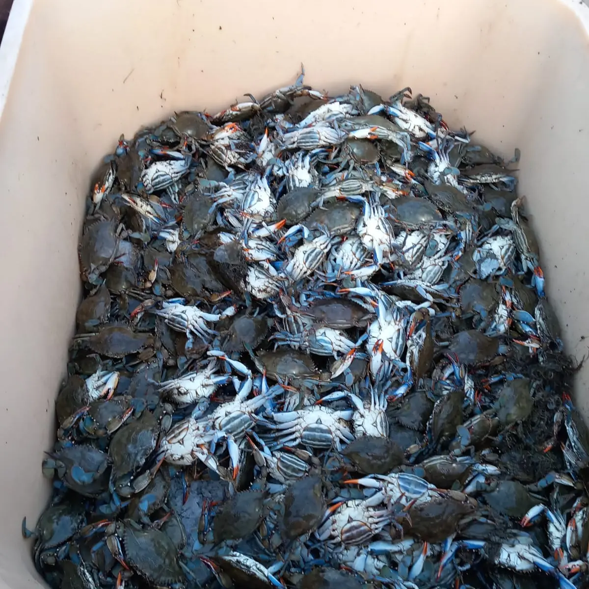 Granchio blu, allarme su tutta la costa toscana\n
