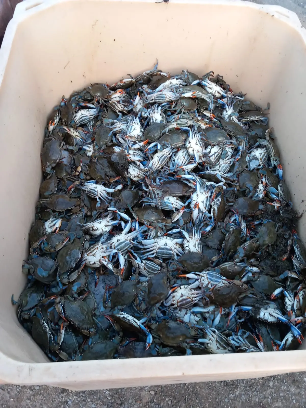 Granchio blu, allarme su tutta la costa toscana\n