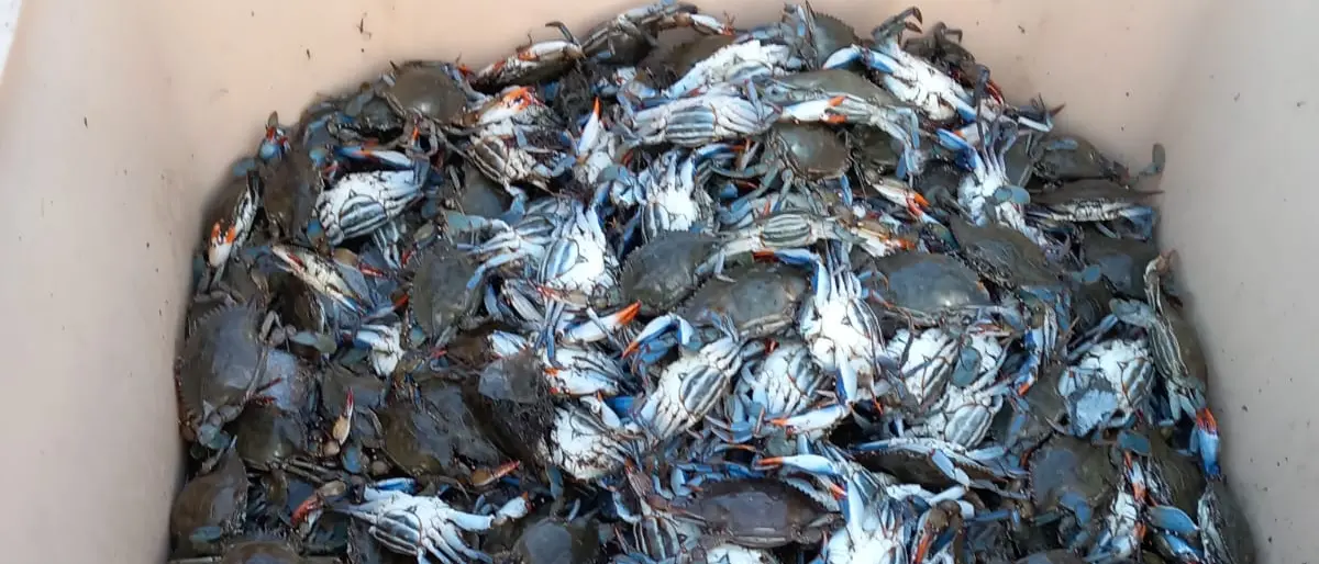 Granchio blu, allarme su tutta la costa toscana\n