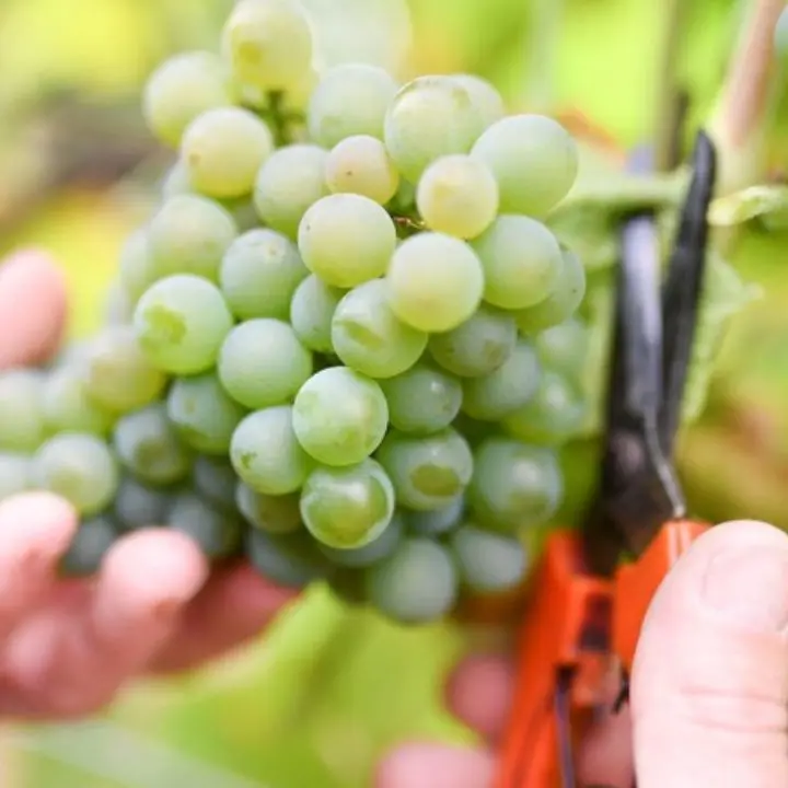 Cosenza, tutto pronto per la Sagra dell’Uva e del vino a Donnici\n