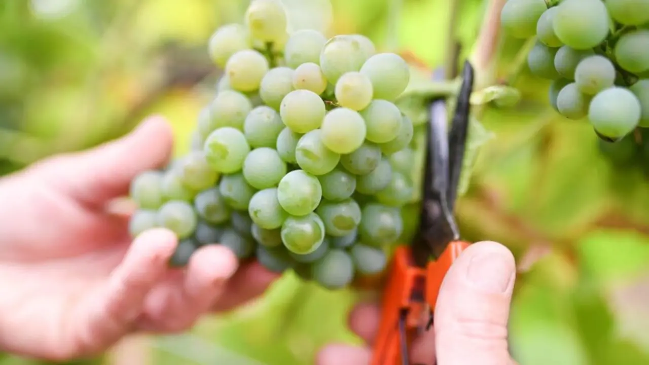 Cosenza, tutto pronto per la Sagra dell’Uva e del vino a Donnici\n