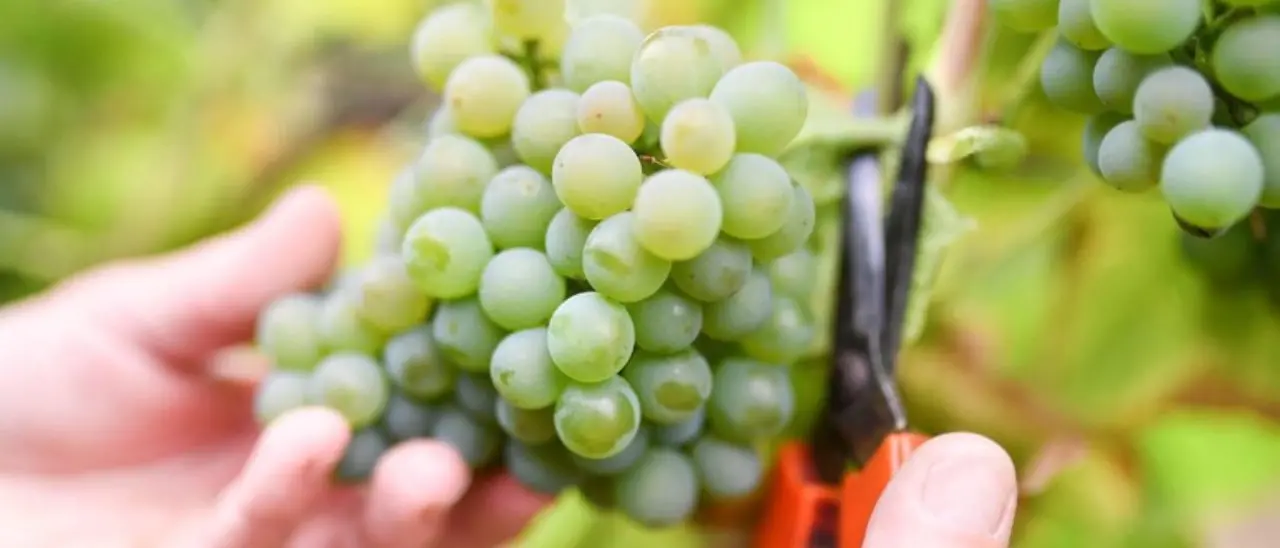 Cosenza, tutto pronto per la Sagra dell’Uva e del vino a Donnici\n