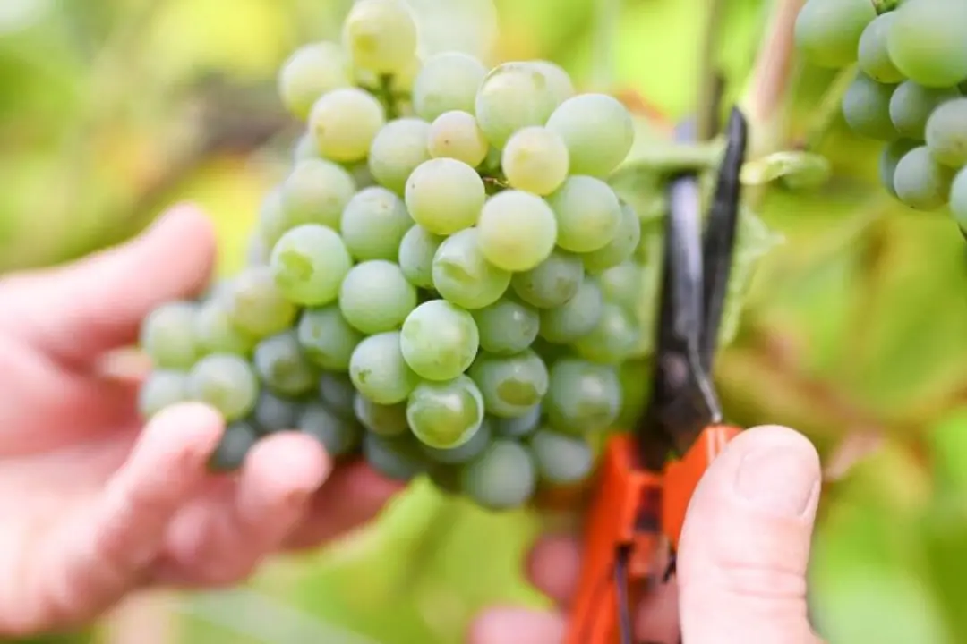 Cosenza, tutto pronto per la Sagra dell’Uva e del vino a Donnici\n