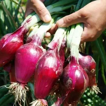 Pesticidi nelle cipolle, il Comune di Amantea revoca l’ordinanza. Coldiretti: «Soddisfatti, ora tocca a Nocera»\n