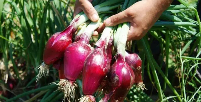 Pesticidi nelle cipolle, il Comune di Amantea revoca l’ordinanza. Coldiretti: «Soddisfatti, ora tocca a Nocera»\n