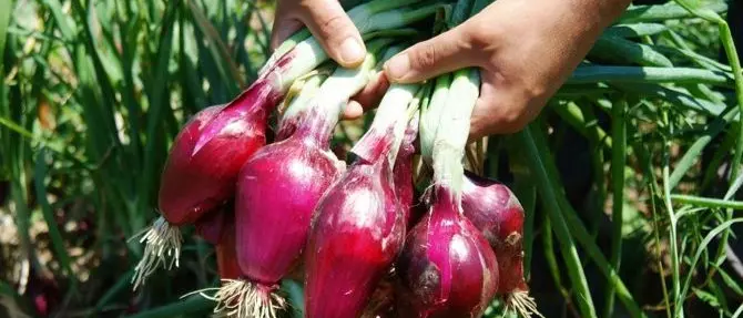 Pesticidi nelle cipolle, il Comune di Amantea revoca l’ordinanza. Coldiretti: «Soddisfatti, ora tocca a Nocera»\n