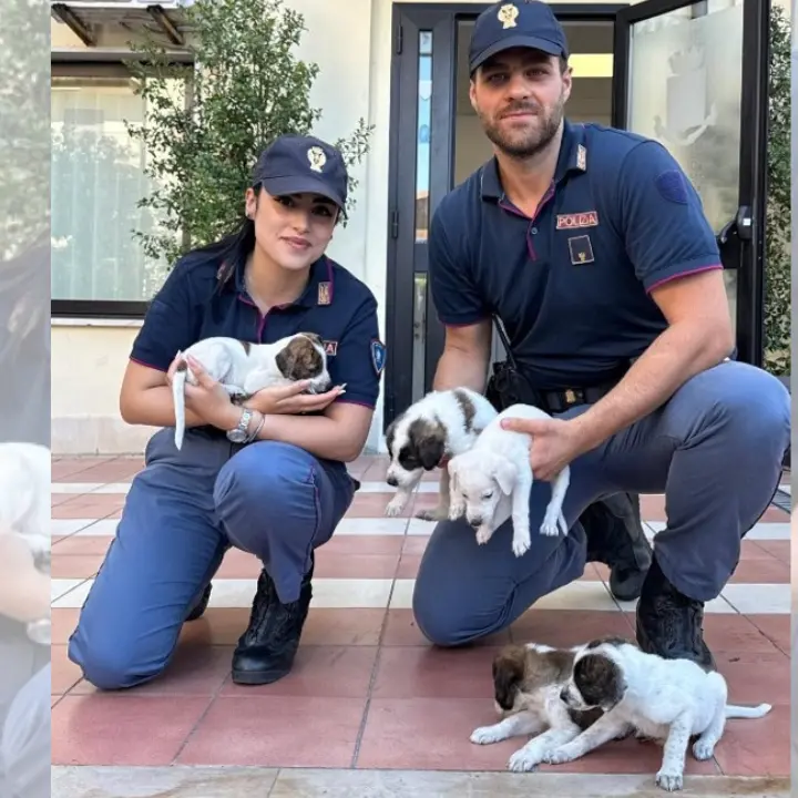 Abbandonati in un sacco sul ciglio della strada, poliziotti salvano sei cagnolini a Crotone