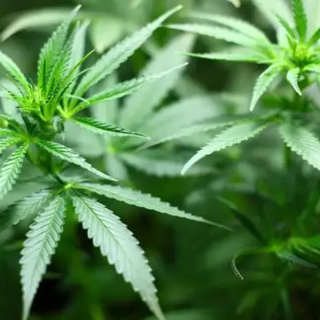 Mesoraca, scoperta una piantagione di marijuana: avrebbe fruttato ricavi per 200mila euro\n