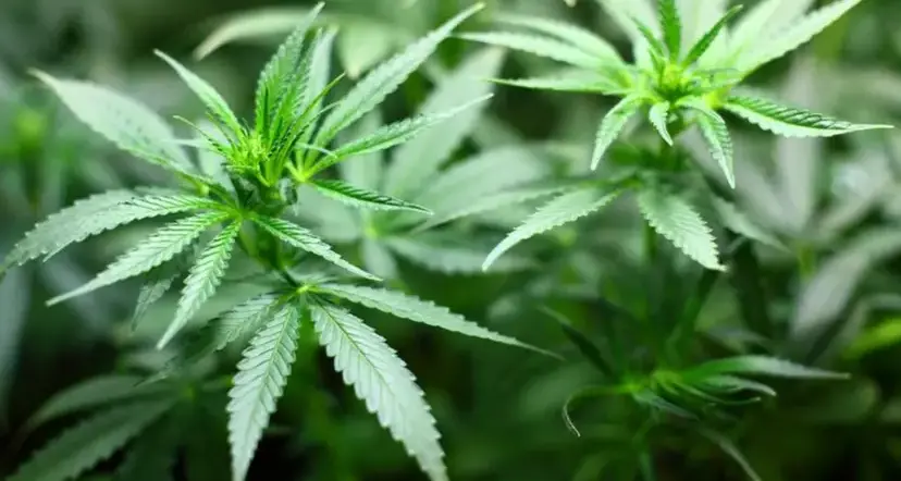 Mesoraca, scoperta una piantagione di marijuana: avrebbe fruttato ricavi per 200mila euro\n