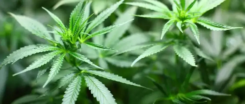 Mesoraca, scoperta una piantagione di marijuana: avrebbe fruttato ricavi per 200mila euro\n