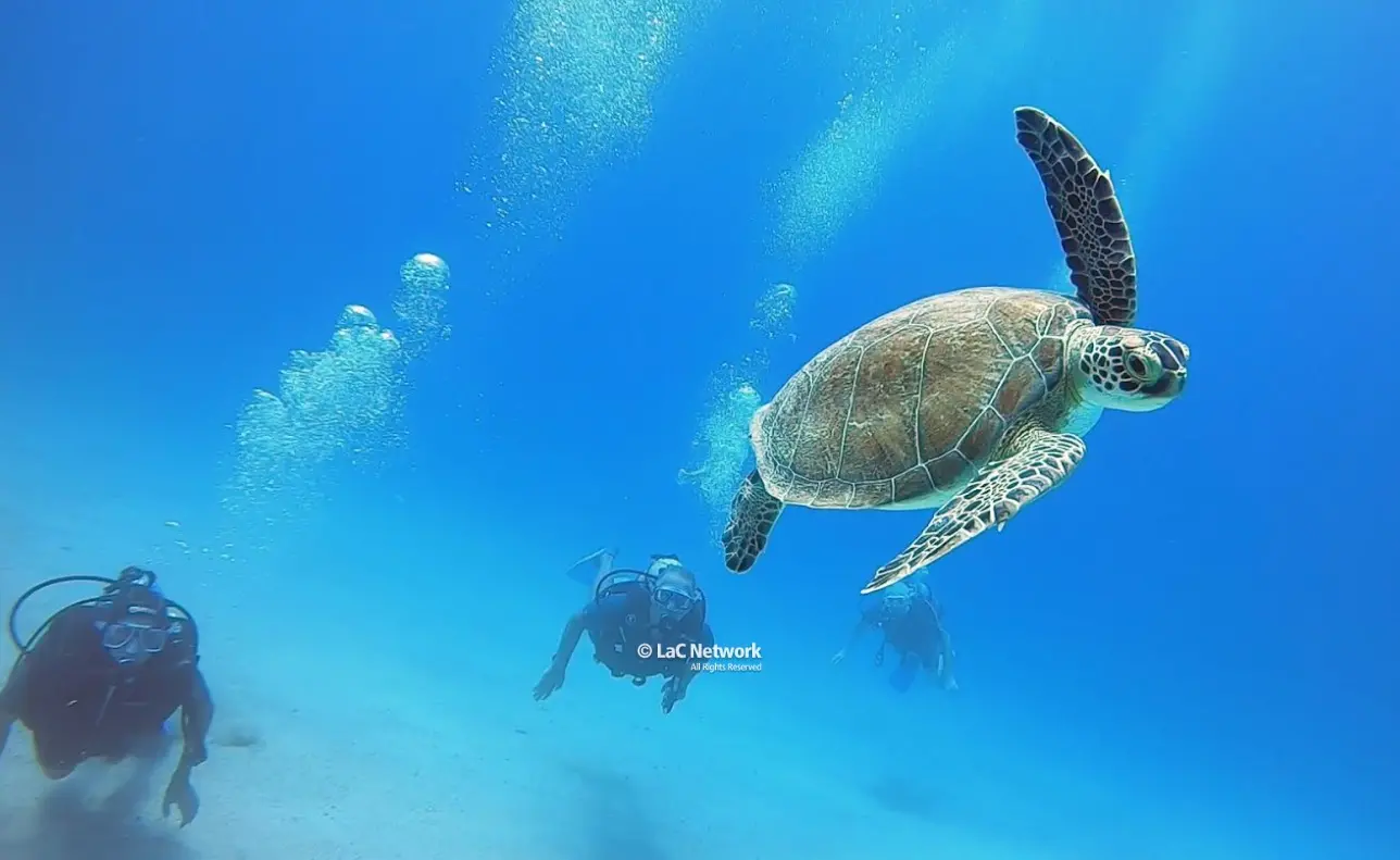 Lo spettacolo della nascita delle tartarughe marine\u00A0in Calabria al centro della nuova puntata di LaC Storie