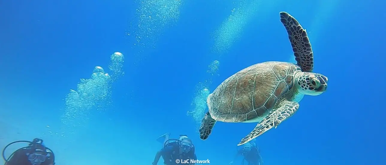 Lo spettacolo della nascita delle tartarughe marine\u00A0in Calabria al centro della nuova puntata di LaC Storie