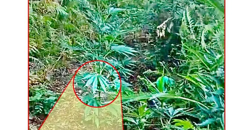 La Polizia ha scoperto una piantagione di 100 piante di cannabis