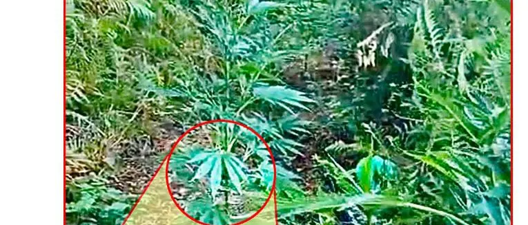 Scoperta maxi piantagione a Cetraro: operazione della Questura di Cosenza\n