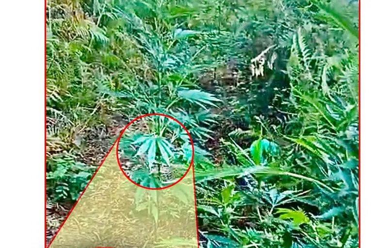 La Polizia ha scoperto una piantagione di 100 piante di cannabis