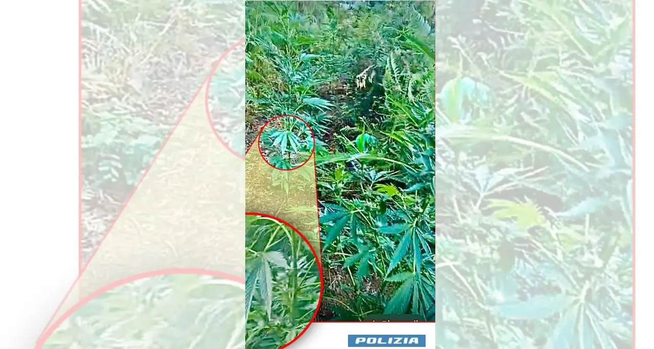 Cetraro, sequestrata piantagione di marijuana: decisive le segnalazioni di cittadini e agricoltori\n