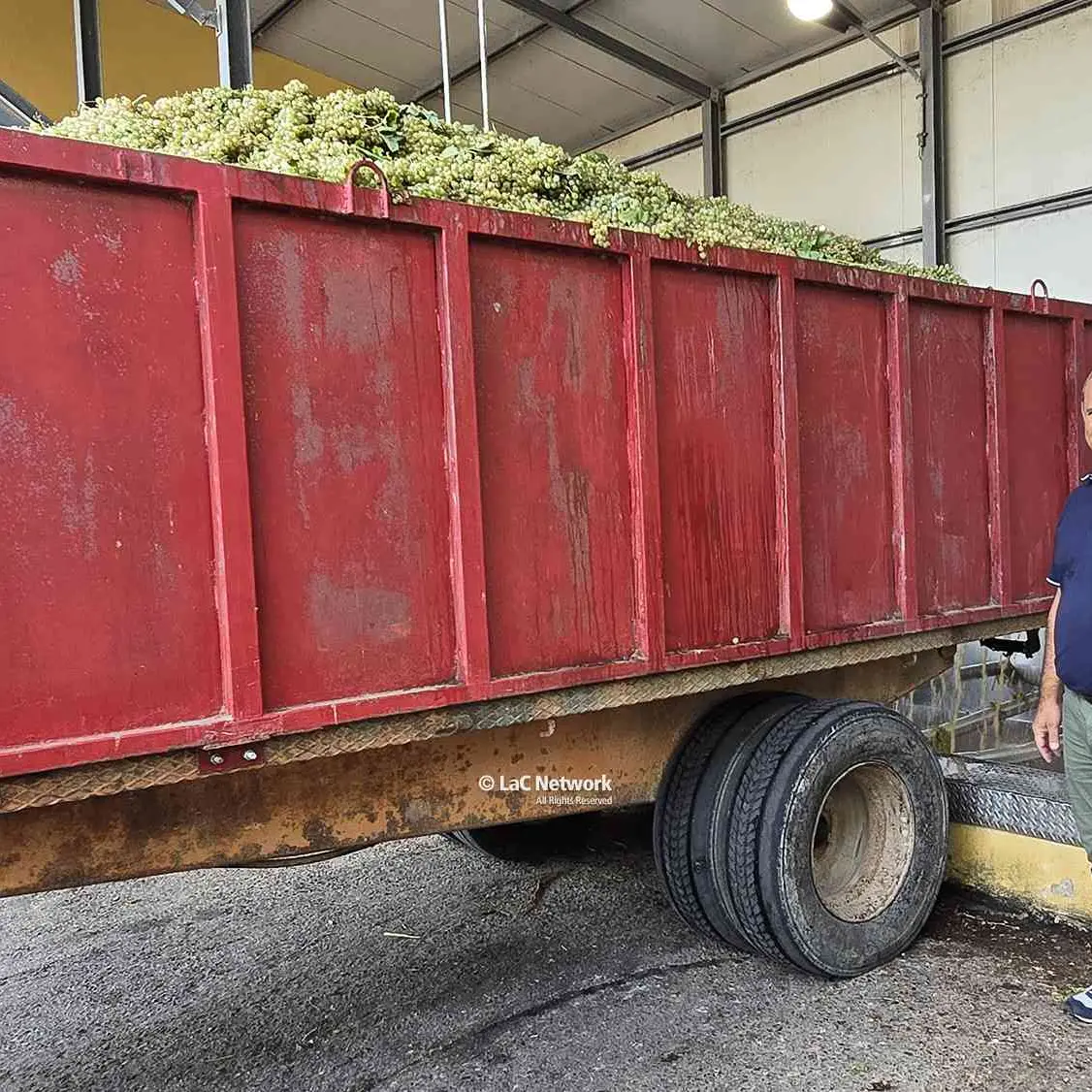 La vendemmia di Pecorello a Cirò spiegata da Valentino Zito: vinificazione da mosto fiore e temperature controllate