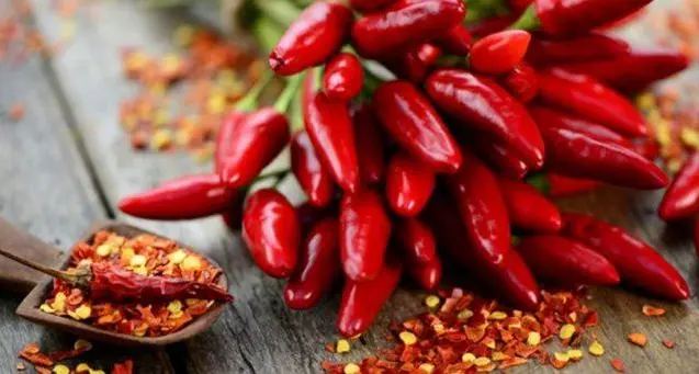 Tutto pronto a Diamante per il Peperoncino Festival: si apre con Sarafine e la madrina Manuela Arcuri