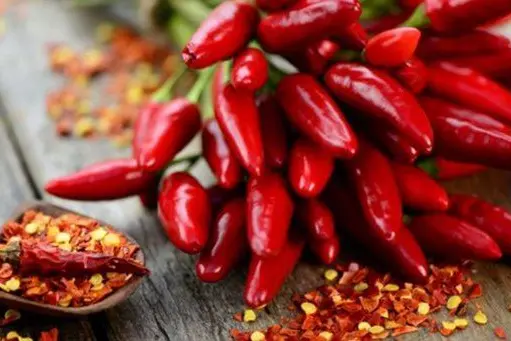 Tutto pronto a Diamante per il Peperoncino Festival: si apre con Sarafine e la madrina Manuela Arcuri