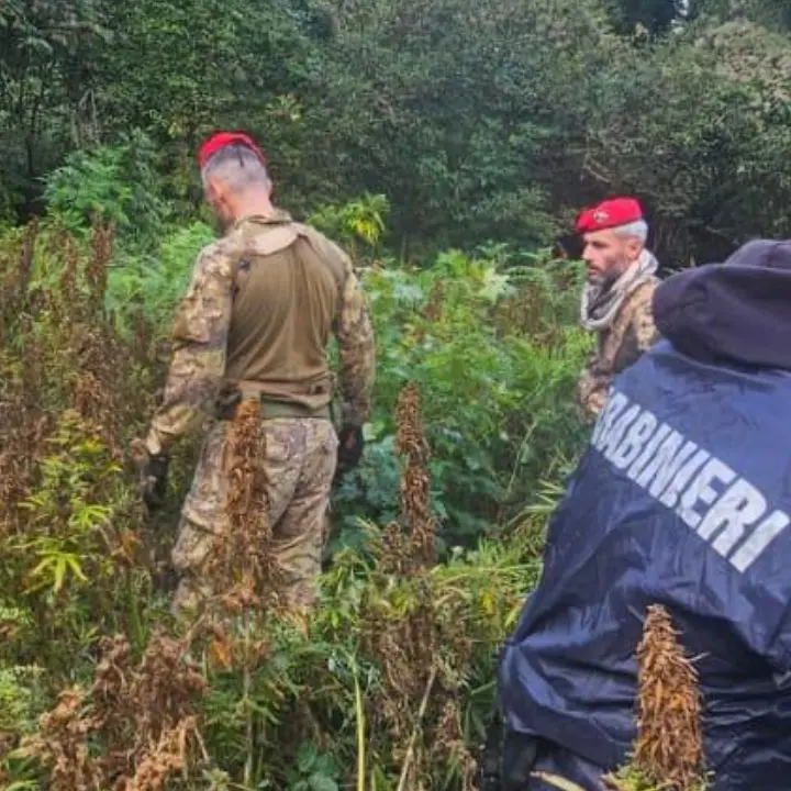 Soveria Mannelli, scoperta una maxi piantagione di canapa indiana: avrebbe fruttato ricavi per 2,5 milioni di euro