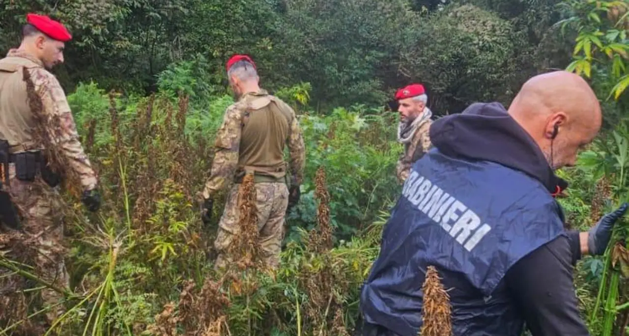 Soveria Mannelli, scoperta una maxi piantagione di canapa indiana: avrebbe fruttato ricavi per 2,5 milioni di euro\n