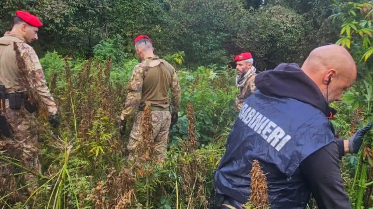 Soveria Mannelli, scoperta una maxi piantagione di canapa indiana: avrebbe fruttato ricavi per 2,5 milioni di euro\n