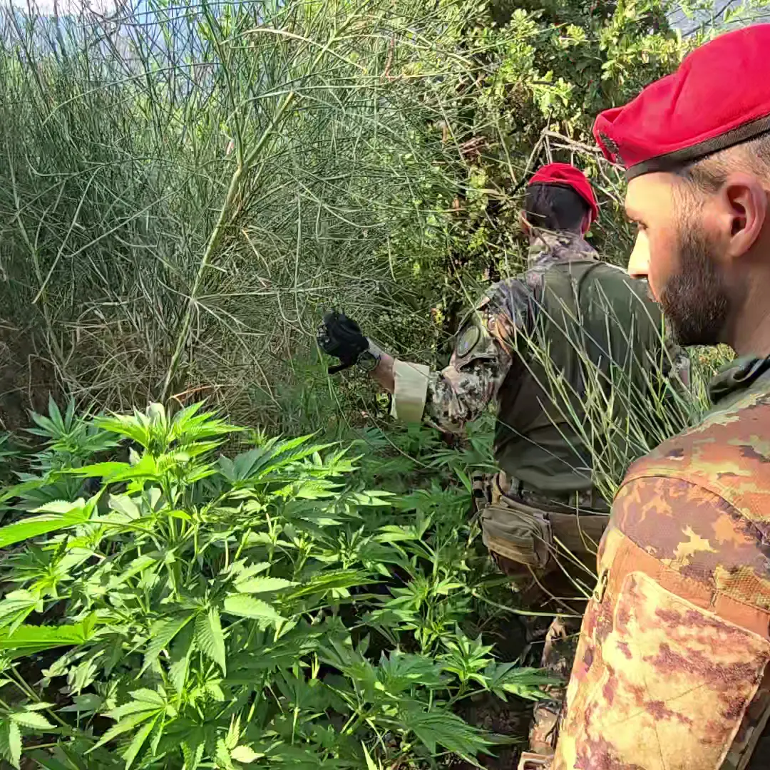 Aspromonte, scoperta e distrutta maxi piantagione di marijuana\n