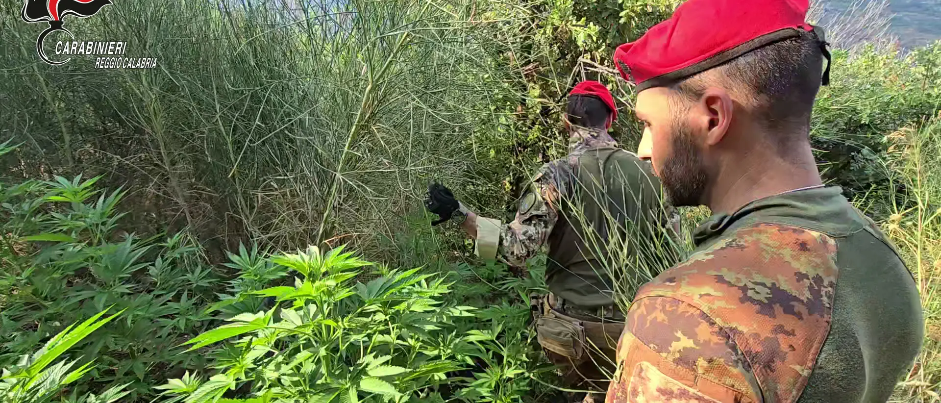 Aspromonte, scoperta e distrutta maxi piantagione di marijuana\n