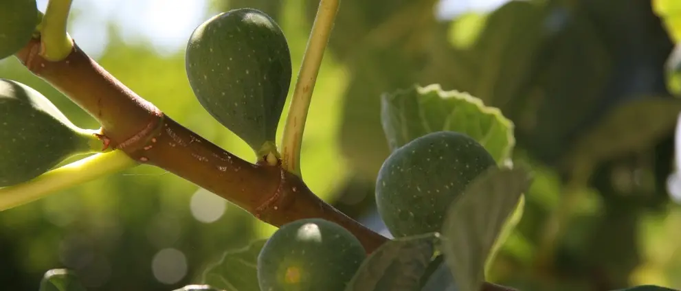 Torna a Cosenza il Fichi festival, l’evento dedicato all’eccellenza dop simbolo della tradizione contadina\n