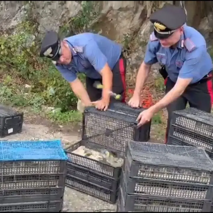 Villa San Giovanni, scoperto con\u00A02200 uccelli di specie protette stipati in auto: avrebbero fruttato 200mila euro\n