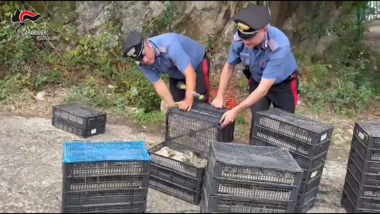 Villa San Giovanni, scoperto con\u00A02200 uccelli di specie protette stipati in auto: avrebbero fruttato 200mila euro\n