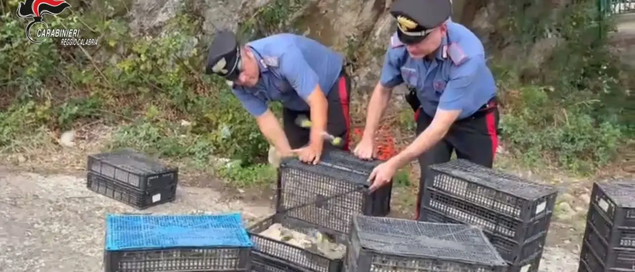 Villa San Giovanni, scoperto con\u00A02200 uccelli di specie protette stipati in auto: avrebbero fruttato 200mila euro\n