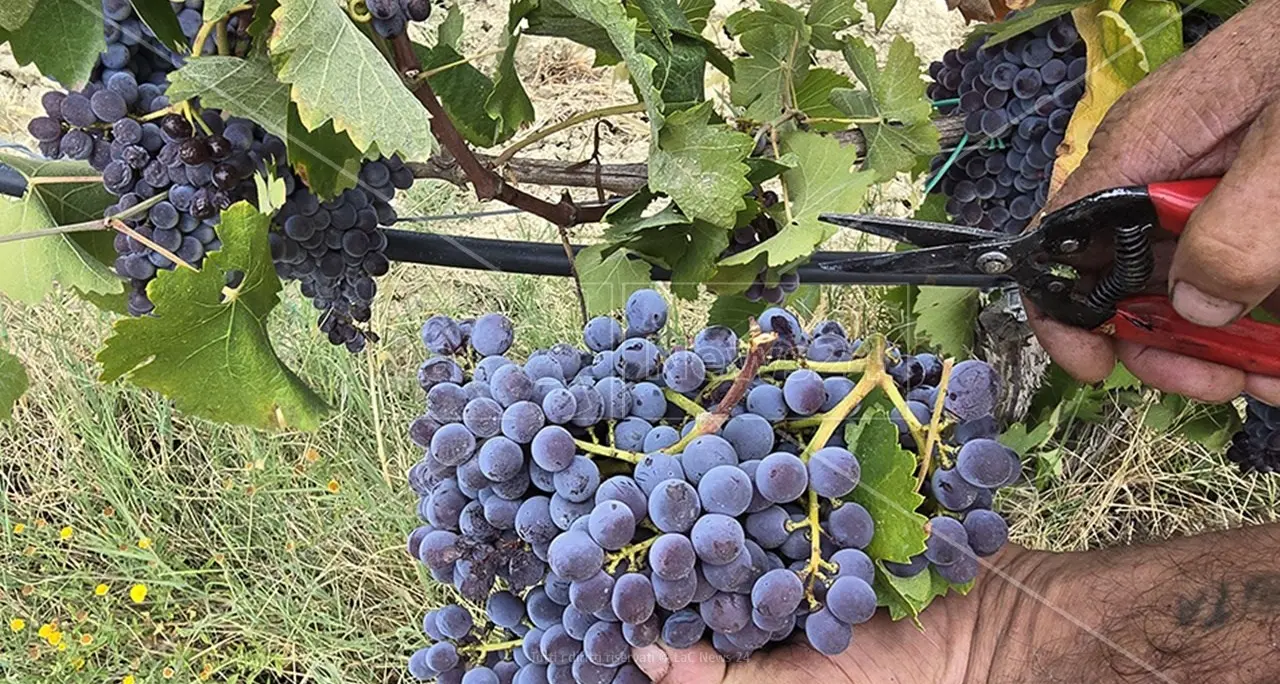 Vendemmia in Calabria,\u00A0+15% rispetto all'anno precedente e quasi 110mila ettolitri di produzione\n