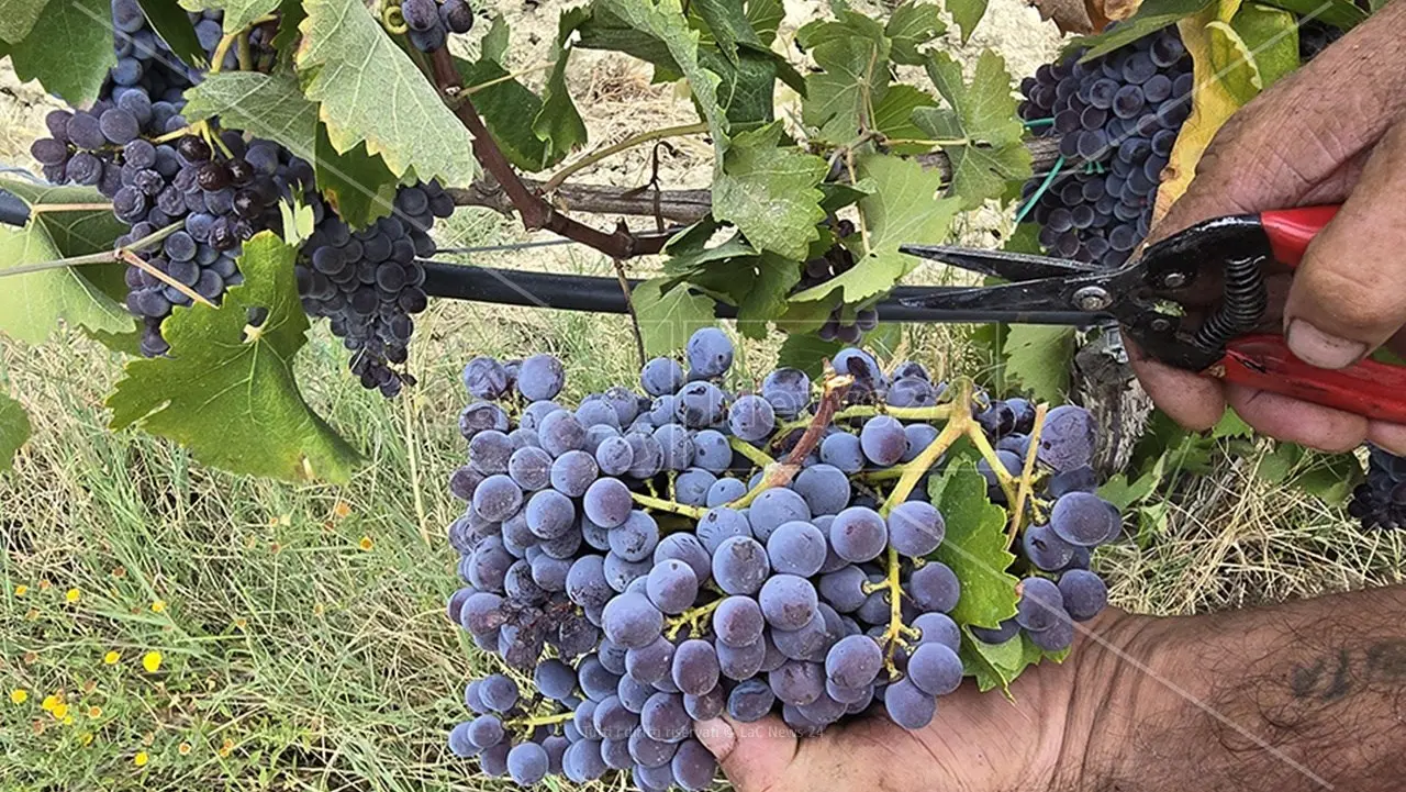 Vendemmia in Calabria,\u00A0+15% rispetto all'anno precedente e quasi 110mila ettolitri di produzione\n