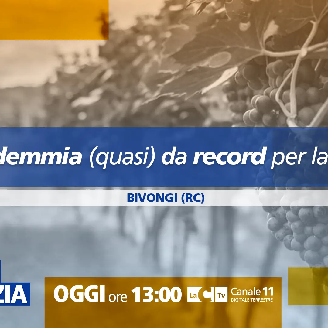 Vendemmia da record in Calabria, a Dentro la Notizia viaggio nei luoghi del vino Bivongi Doc\n