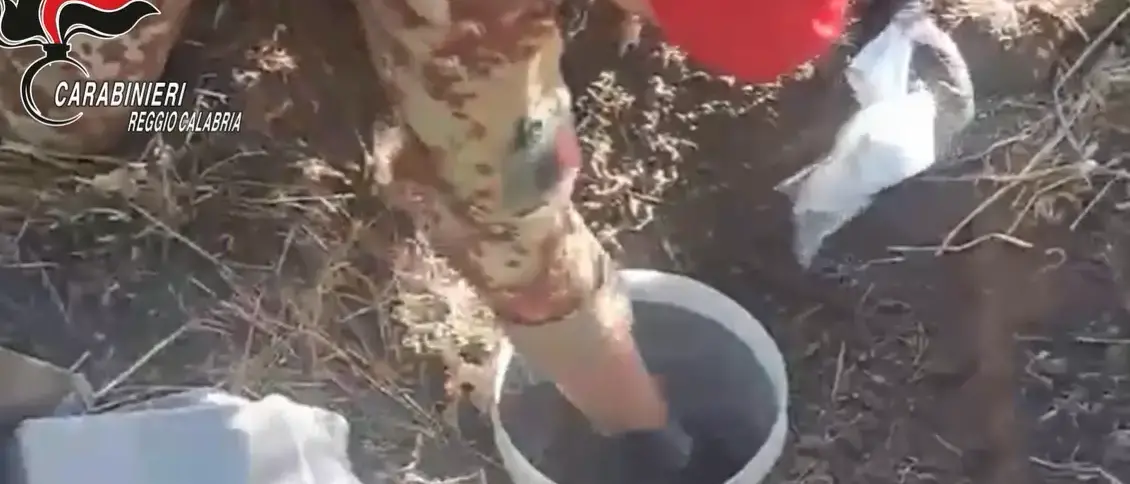 Due fusti pieni di droga interrati scoperti dai carabinieri: sequestrati 30 chili di hashish e pasta di marijuana oltre a un chilo e mezzo di cocaina - VIDEO