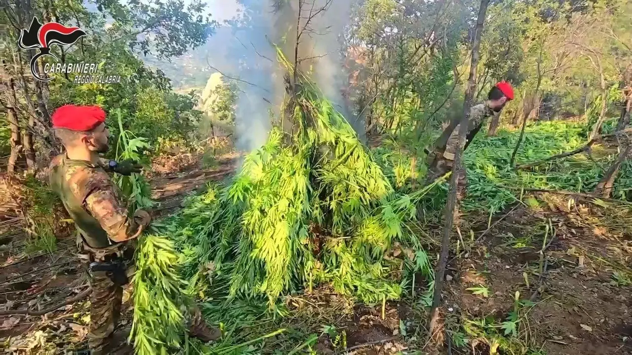 Maxi piantagione di marijuana scoperta dai carabinieri nella Locride: oltre duemila piante sequestrate e distrutte - VIDEO