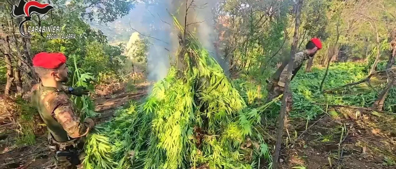 Maxi piantagione di marijuana scoperta dai carabinieri nella Locride: oltre duemila piante sequestrate e distrutte - VIDEO