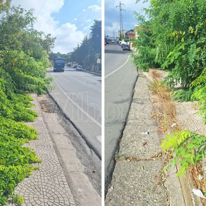 Viale della Pace a Vibo è una giungla, l'appello di un cittadino che diffida il Comune: «Degrado ovunque e i cinghiali invadono la città»