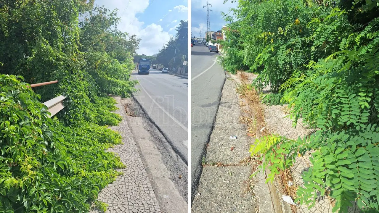 Viale della Pace a Vibo è una giungla, l'appello di un cittadino che diffida il Comune: «Degrado ovunque e i cinghiali invadono la città»